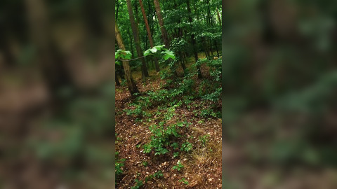 Wild girl explores nature with passion in the woods